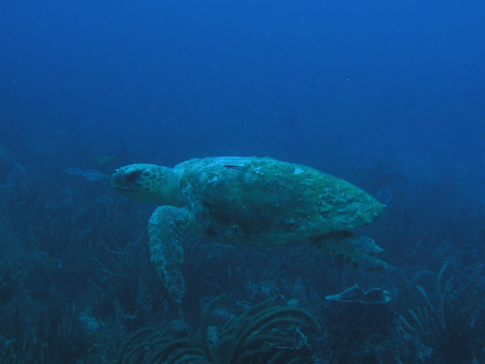 Florida Turtle