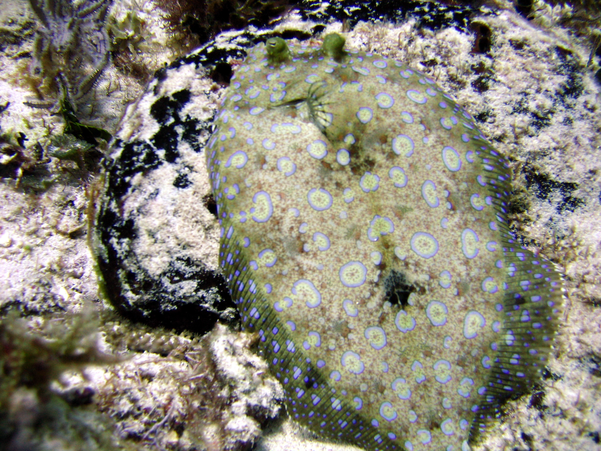 Flounder - Cozumel July 2005