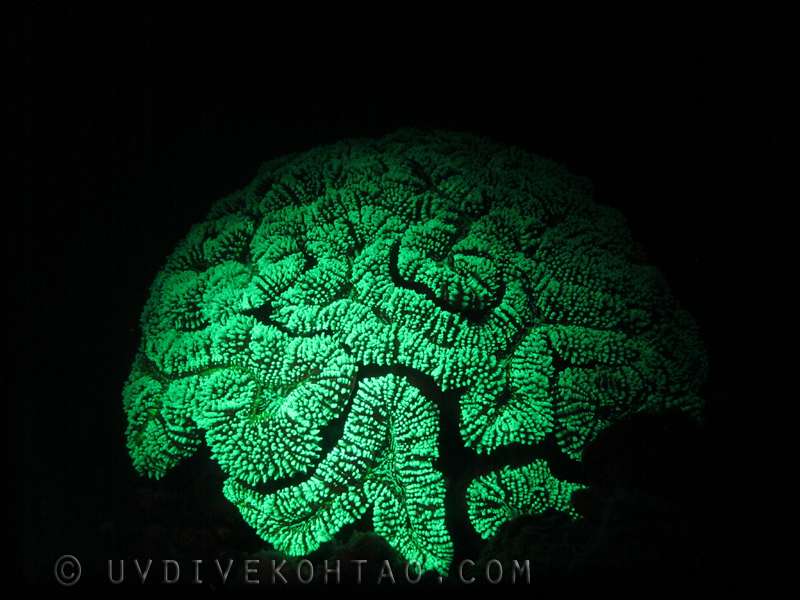 Fluorescent Brain Coral