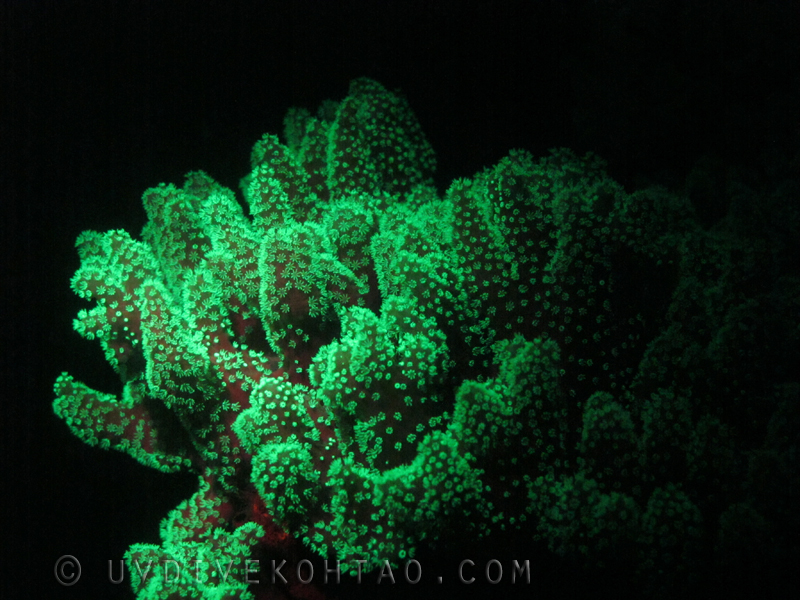 Fluorescent Corals