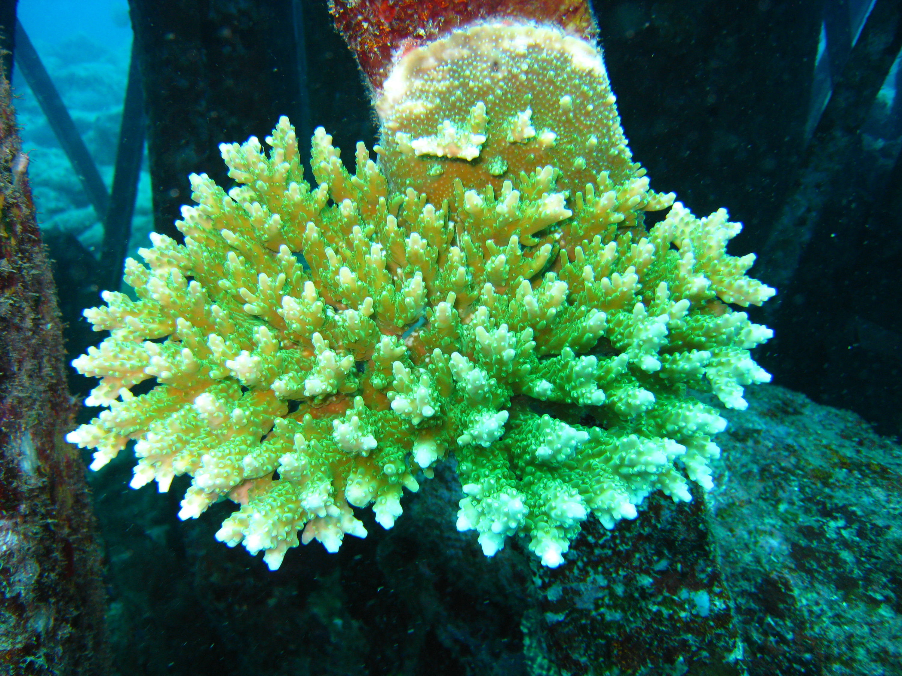 Fluorescent green coral