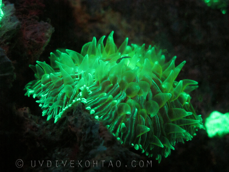 fluorescent mushroom coral