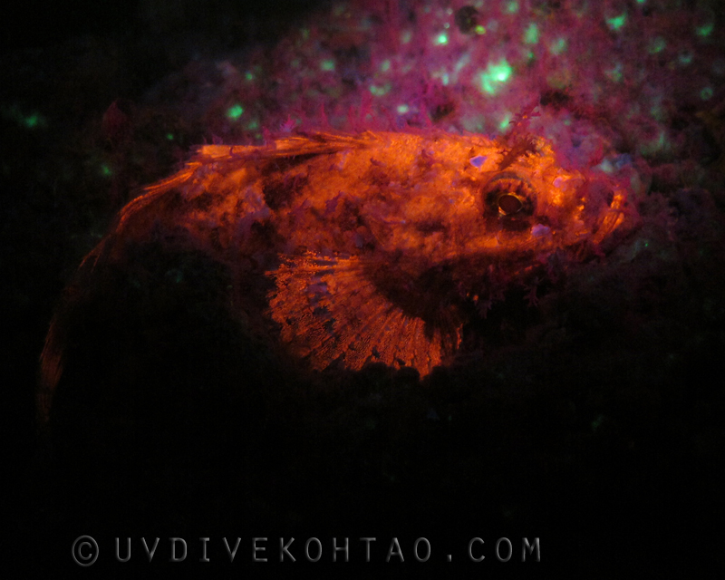 Fluorescent Scorpionfish