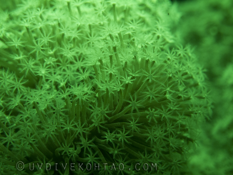 Fluorescent Soft Corals