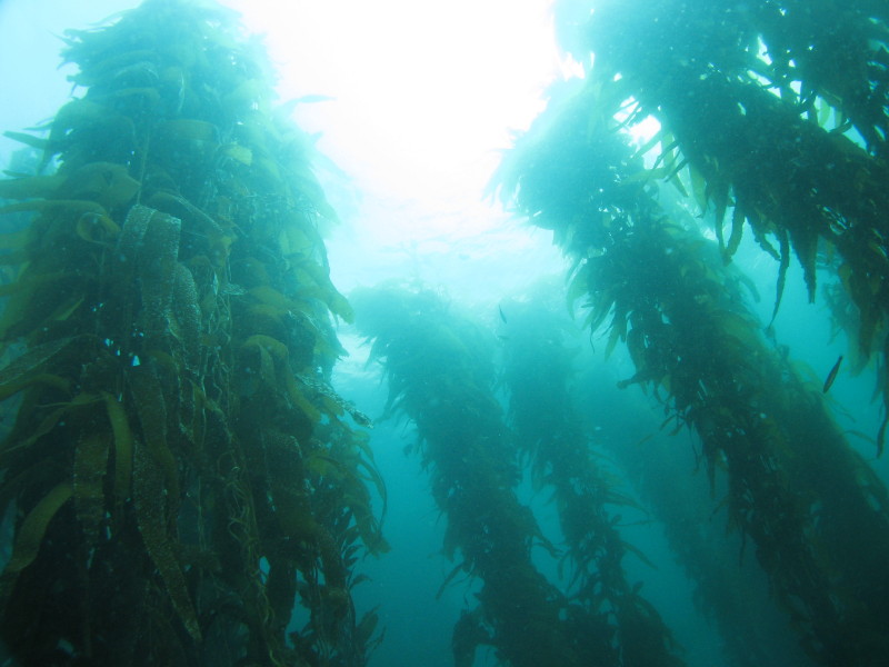 Forest Kelp