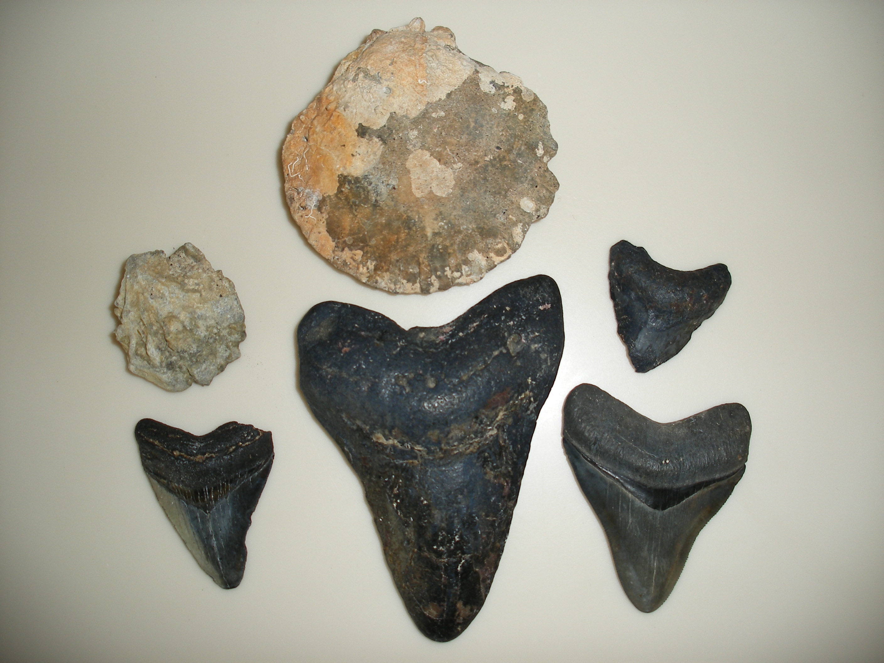 Fossil shells and Meg teeth.