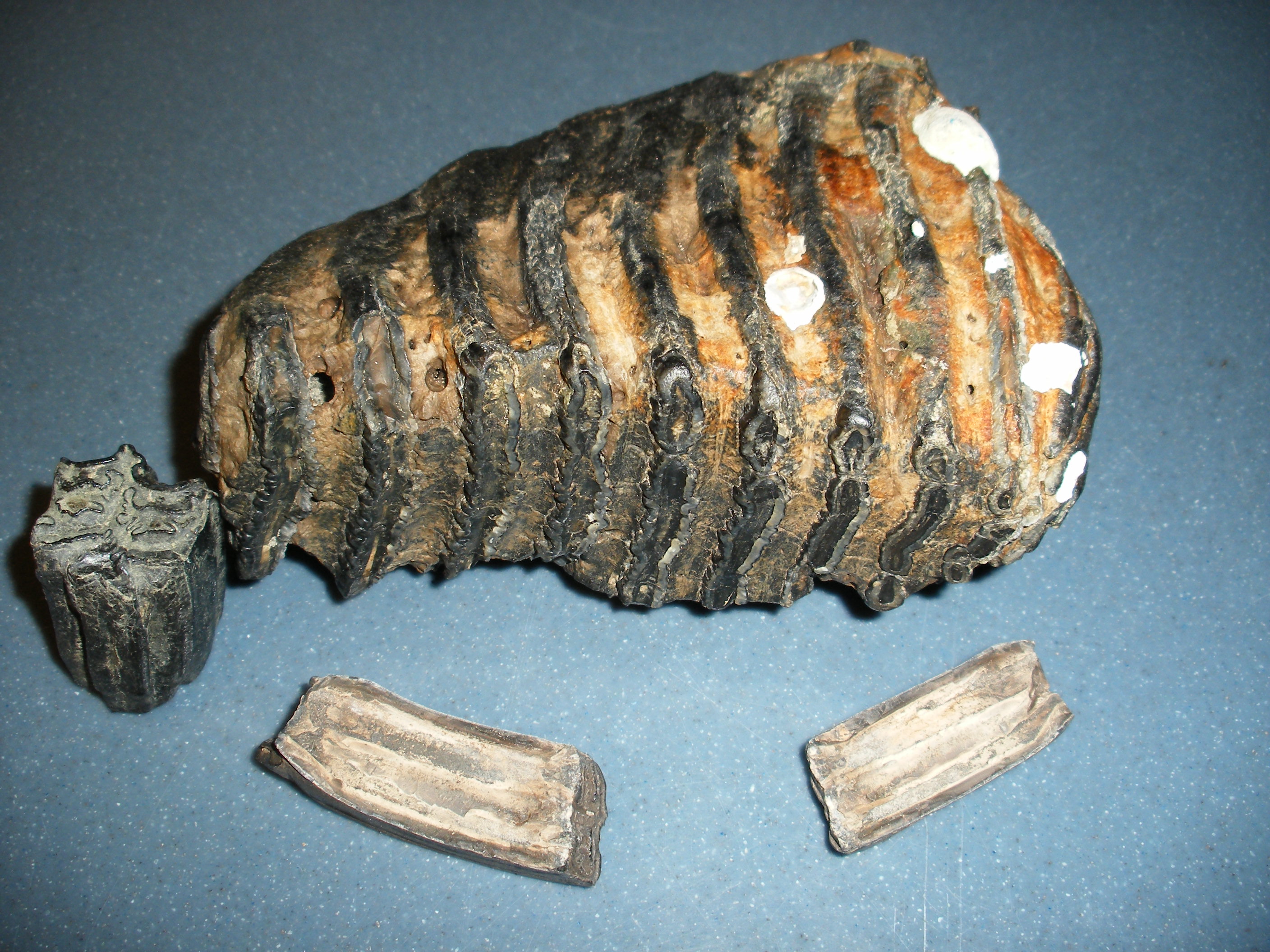 Fossils from Venice Florida