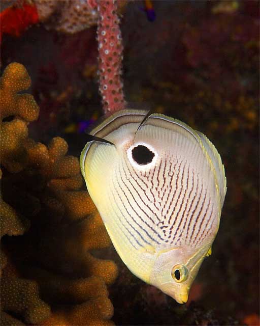 Foureye-Butterflyfish