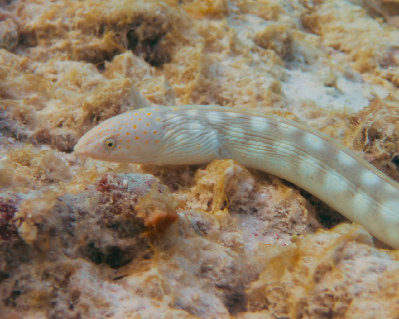 Free swimming sharptail eel at Windsock