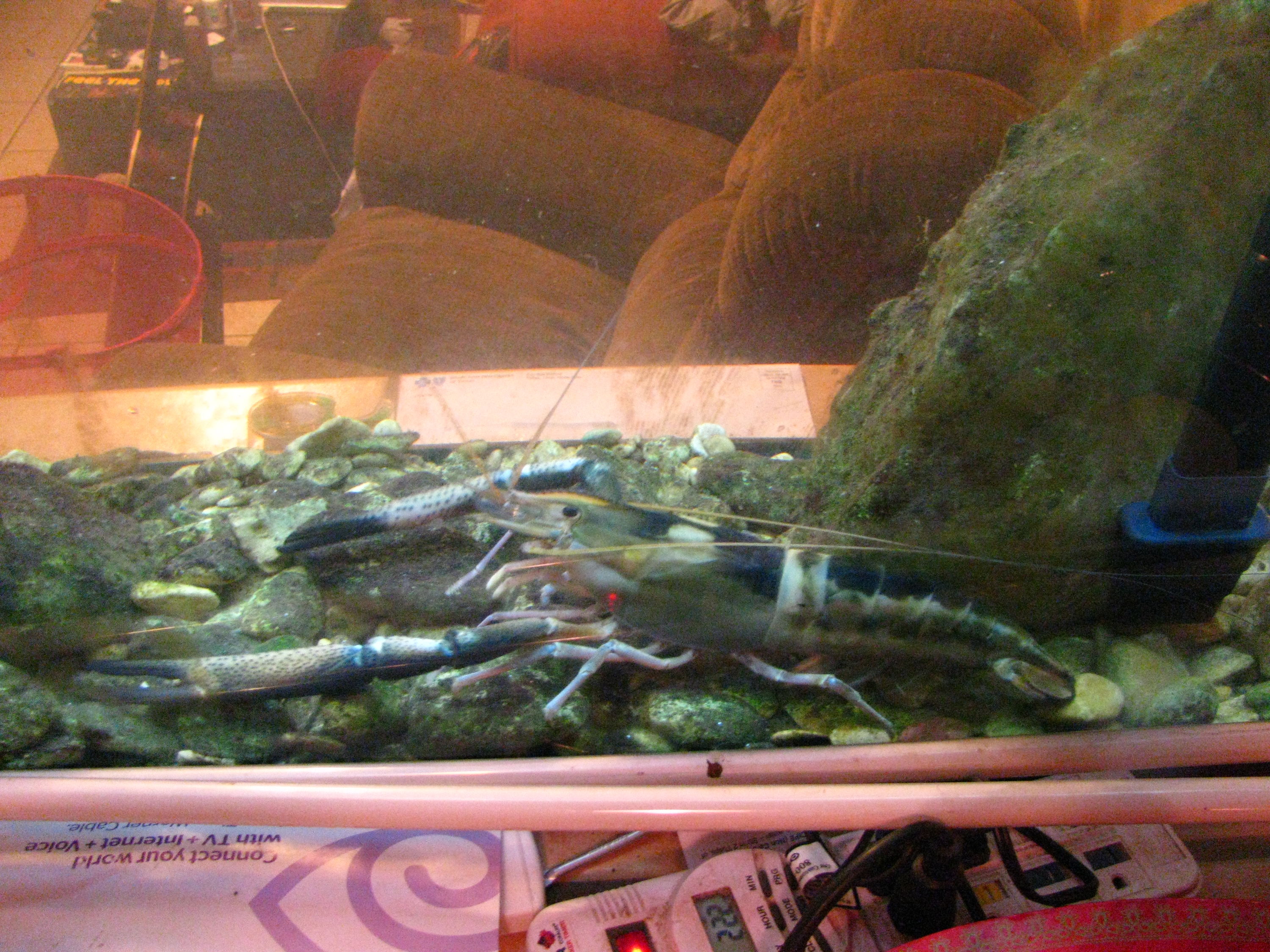 Freshwater prawn