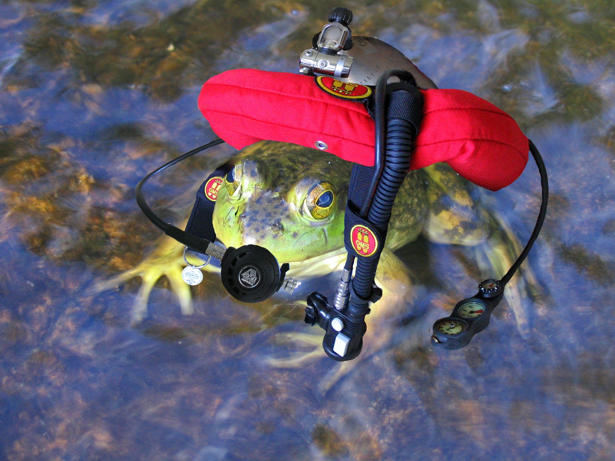Frog stole my rig.