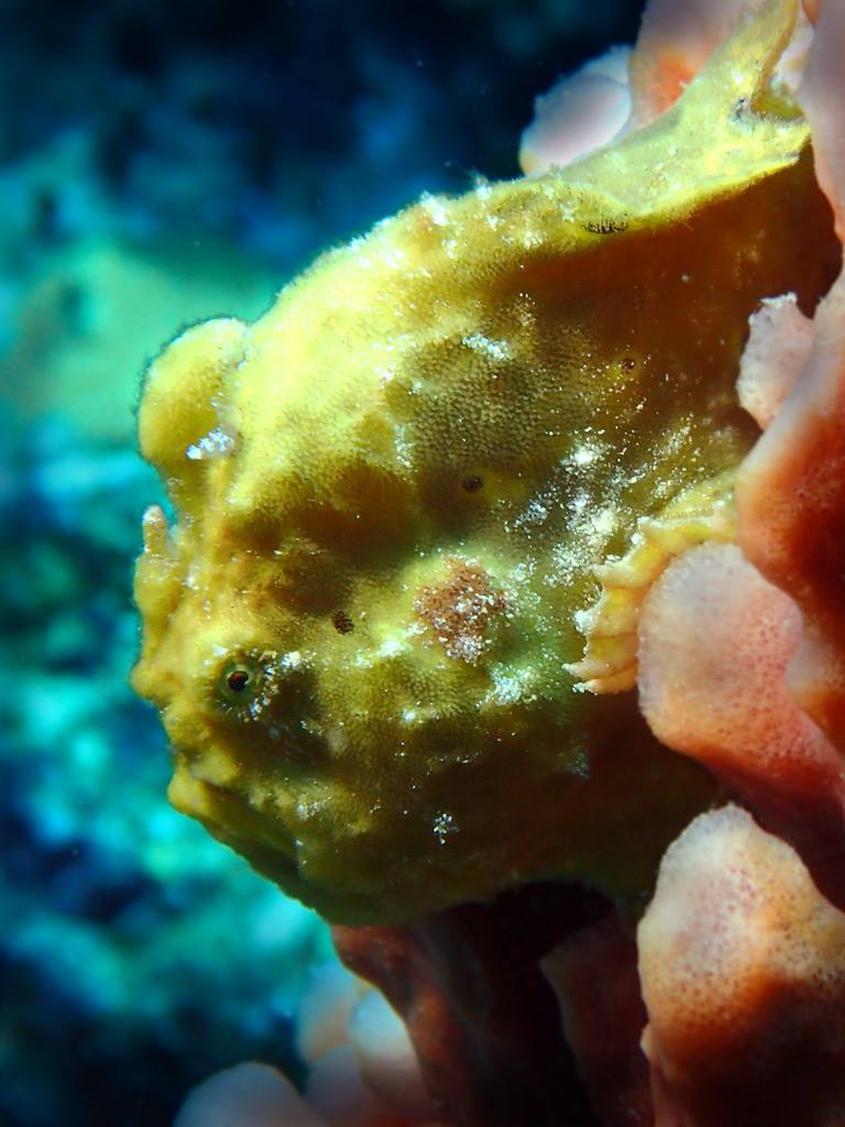 FrogFish-side