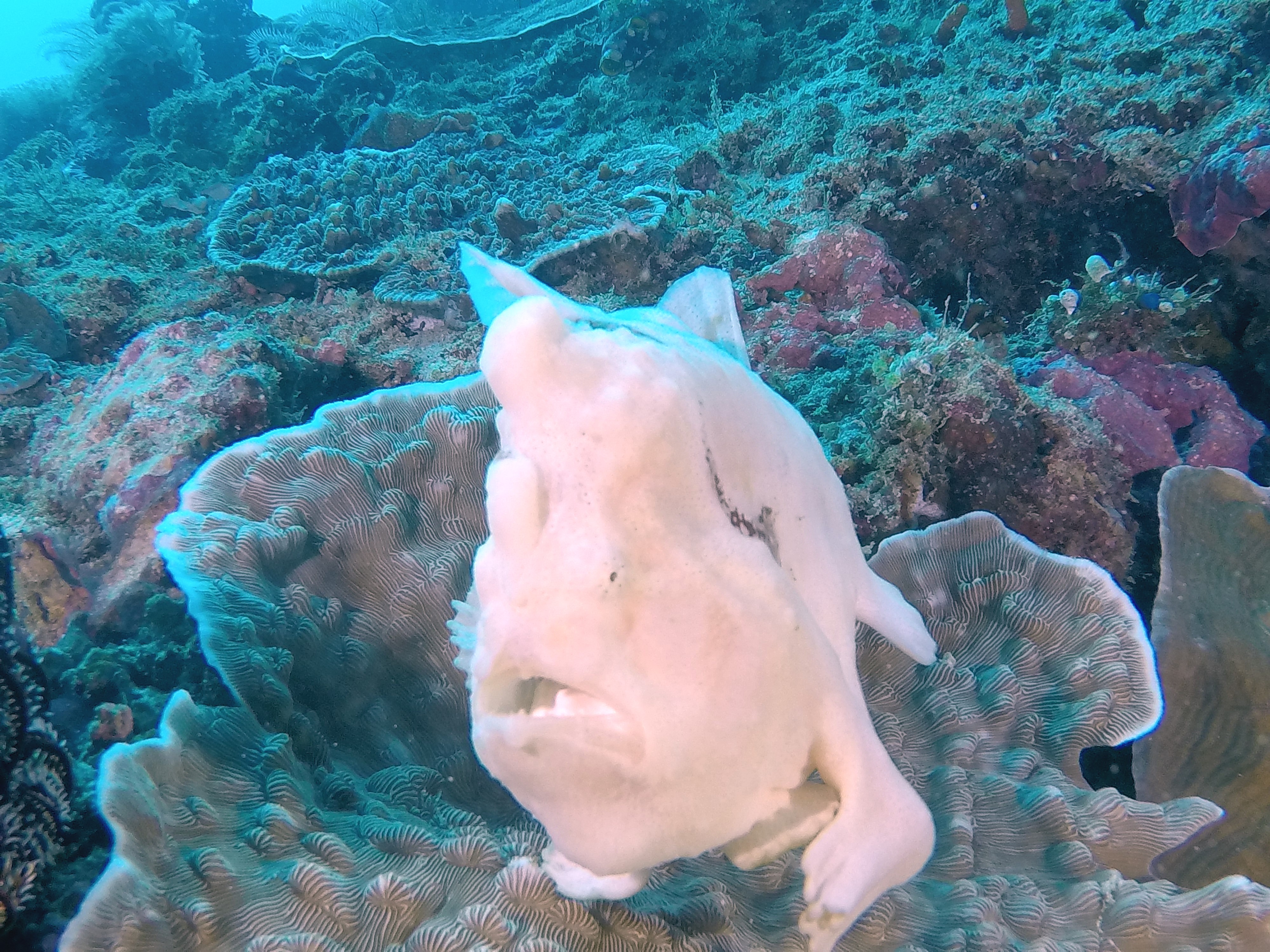 Frogfish White GOPR4348.Vivid