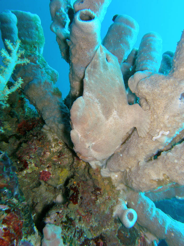 Frogfish_D