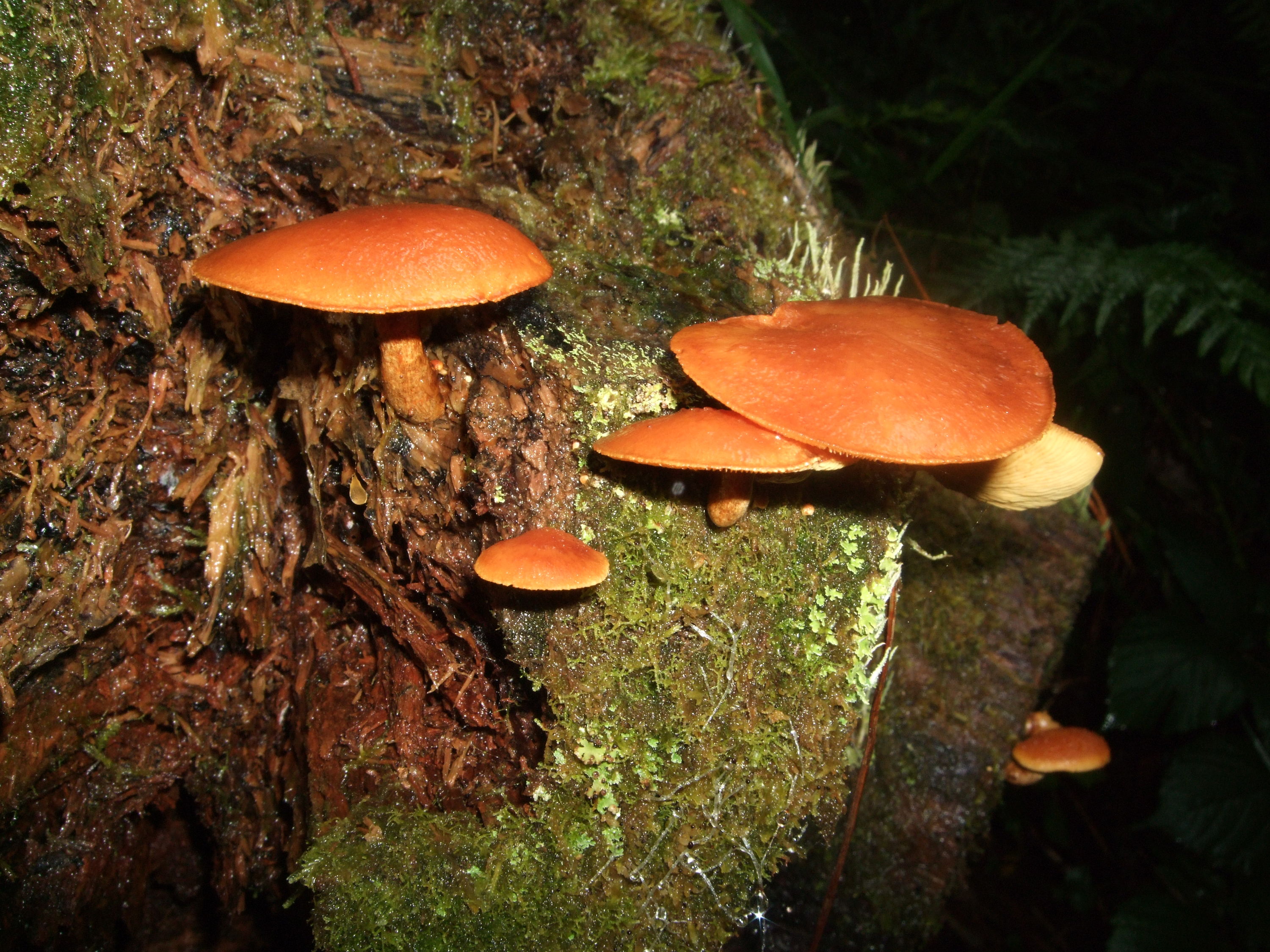Fungi macro