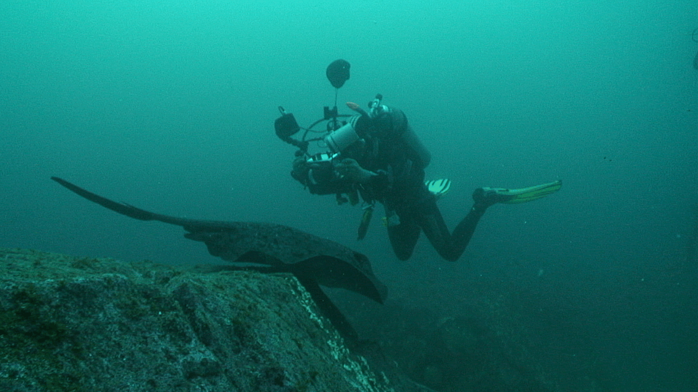 Galapagos Aggressor I -  2012