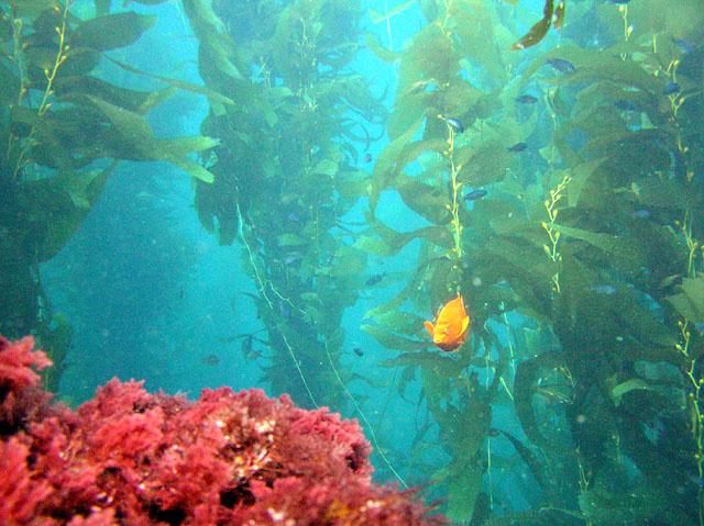 Garibaldi in kelp forest