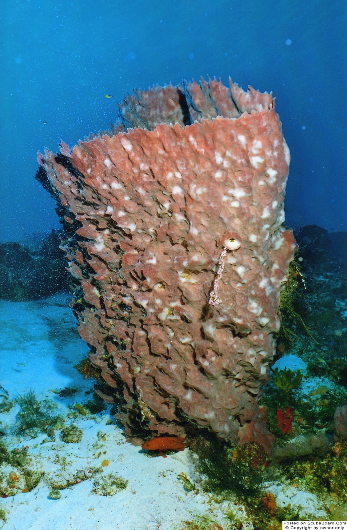 Giant Barrell Sponge