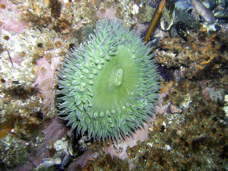 Giant Green Pacific Anemone