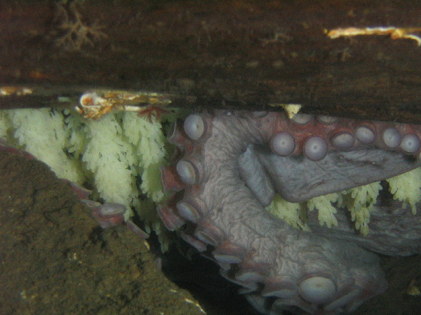 Giant Pacific Octopus / eggs