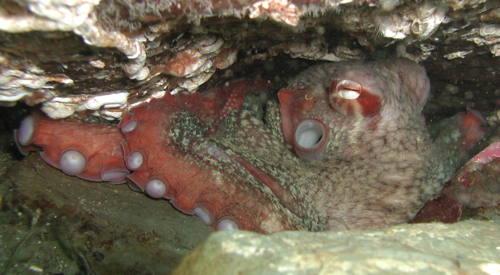 Giant Pacific Octopus (Octopus doflieni)