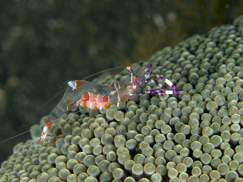 glass shrimp 2