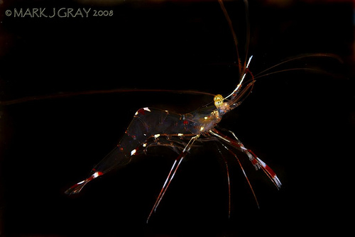 Glass Shrimp
