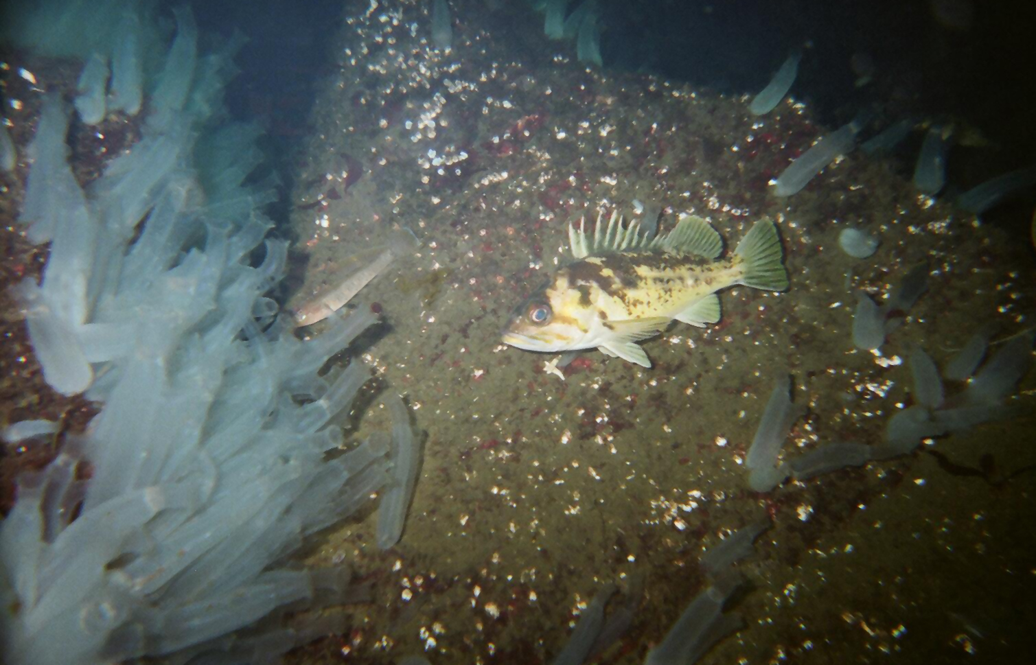 Goby and Copper Rockfish