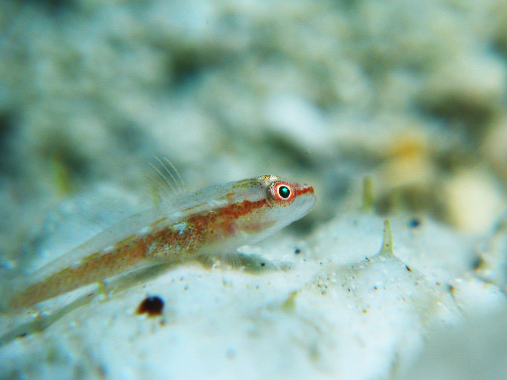 Goby on Sea Cucumber
