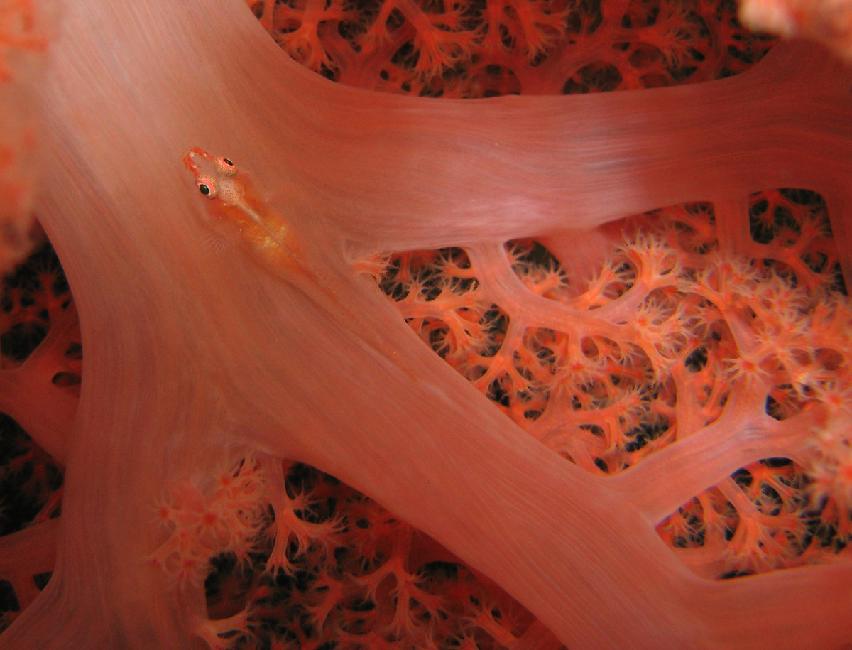 goby on soft coral