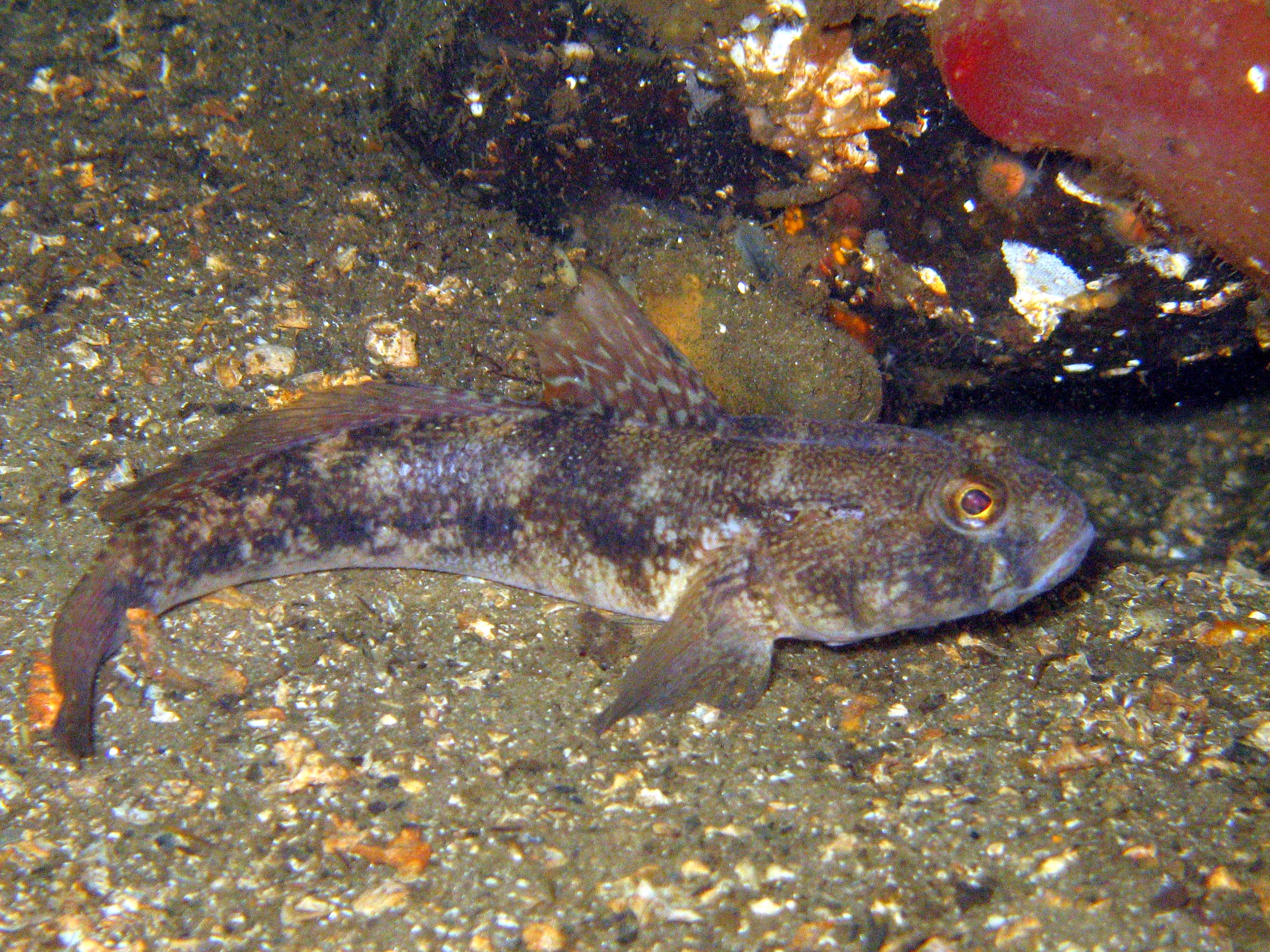 goby1