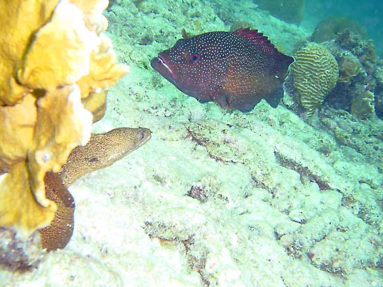 Golden Tailed Moray and Cooney Stand off