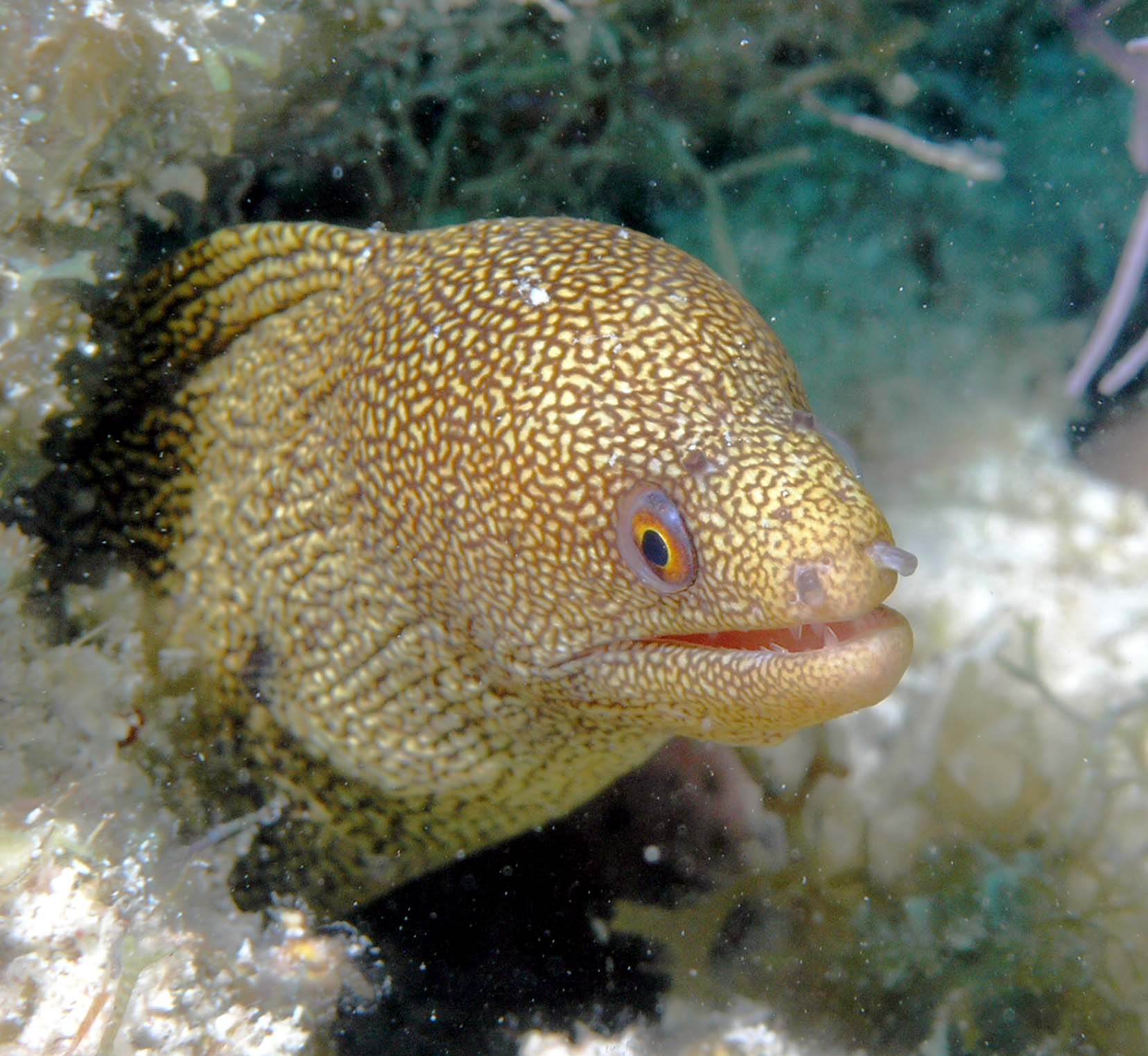 Goldentail_moray5