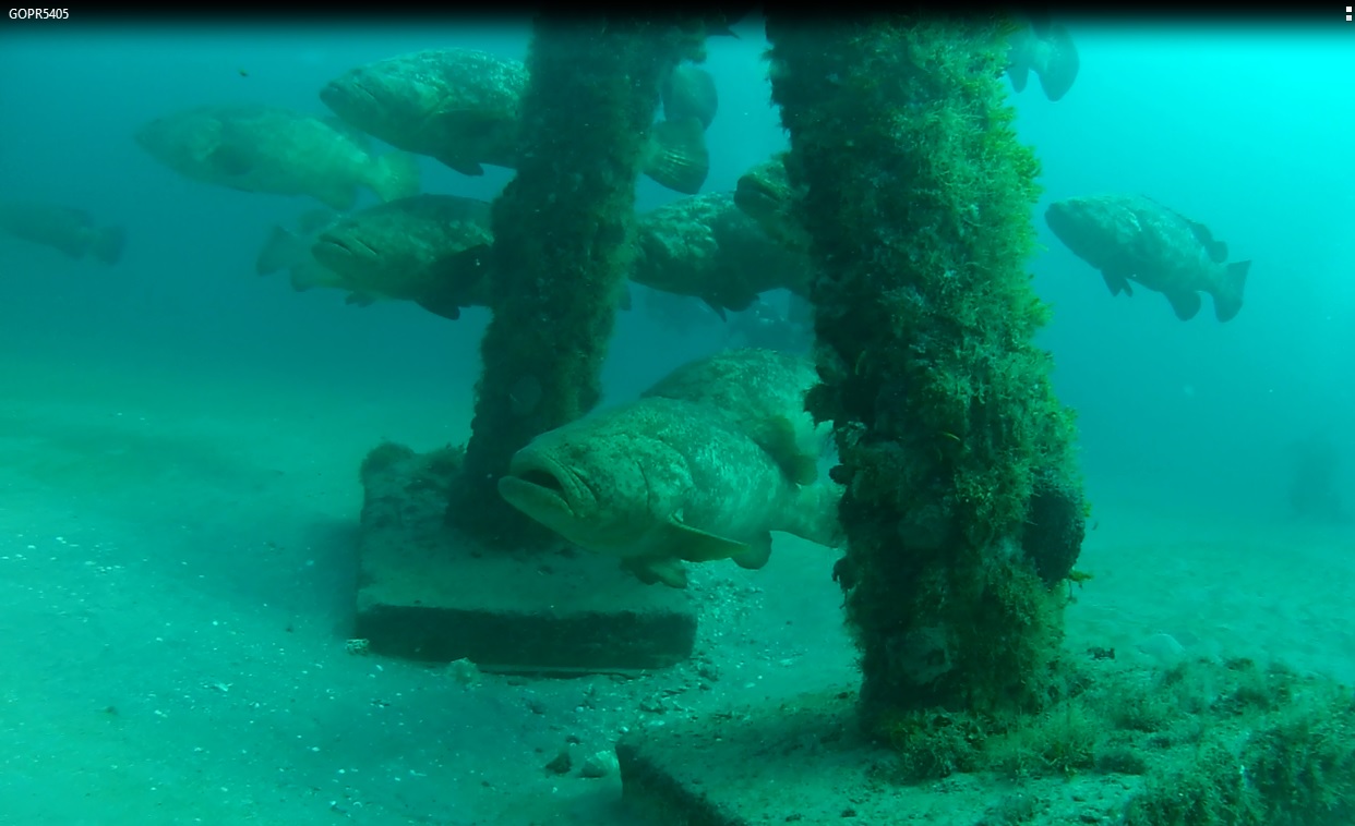 goliath grouper on mg 111 aug 2015