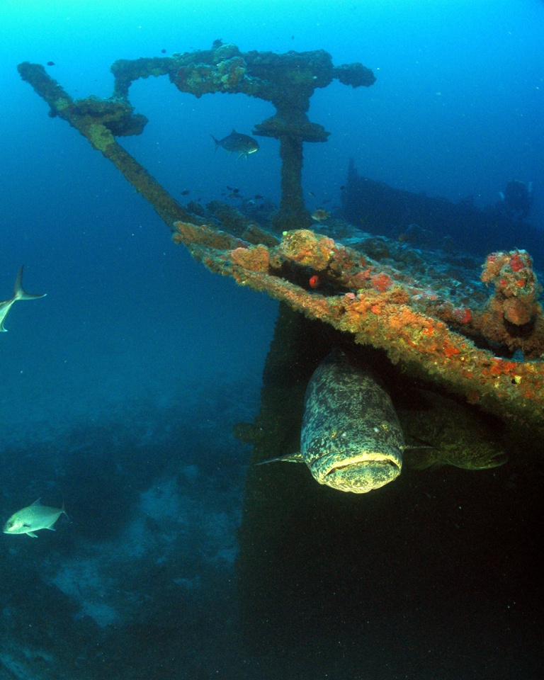 Goliath Grouper On Stern Of The Araby Maid