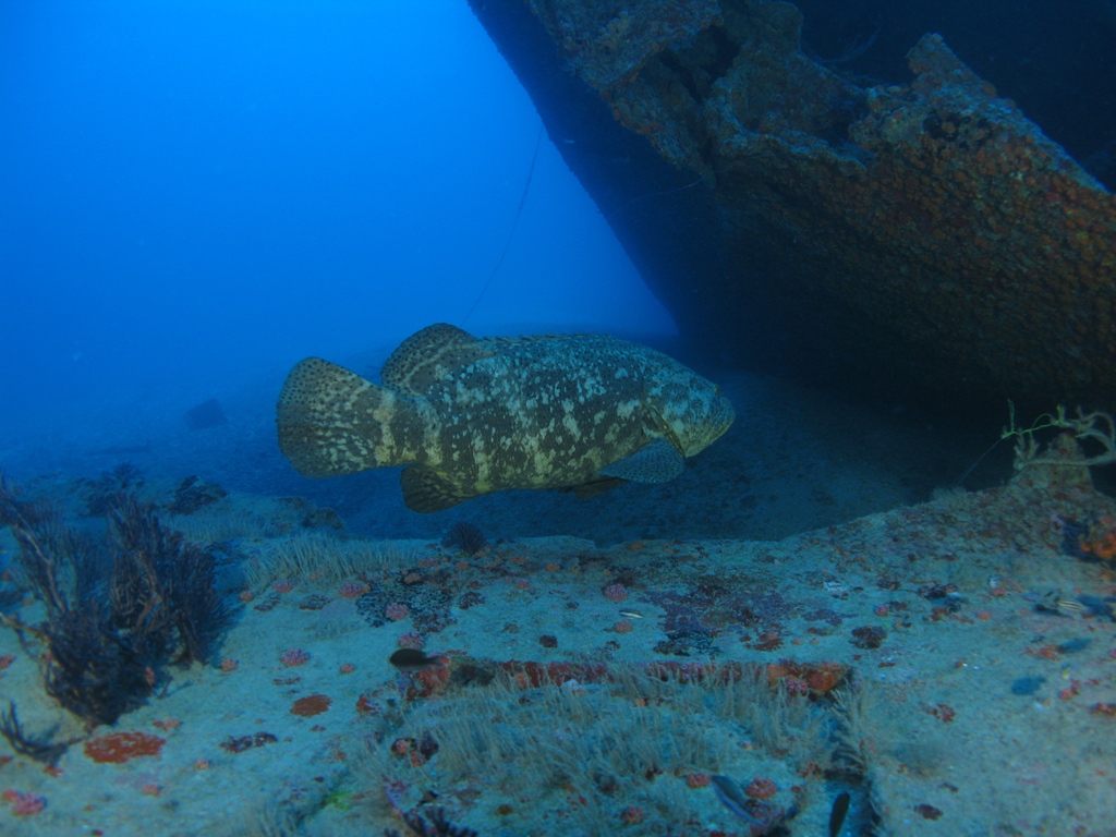 Goliath Grouper on Stern of the Doc De Mille