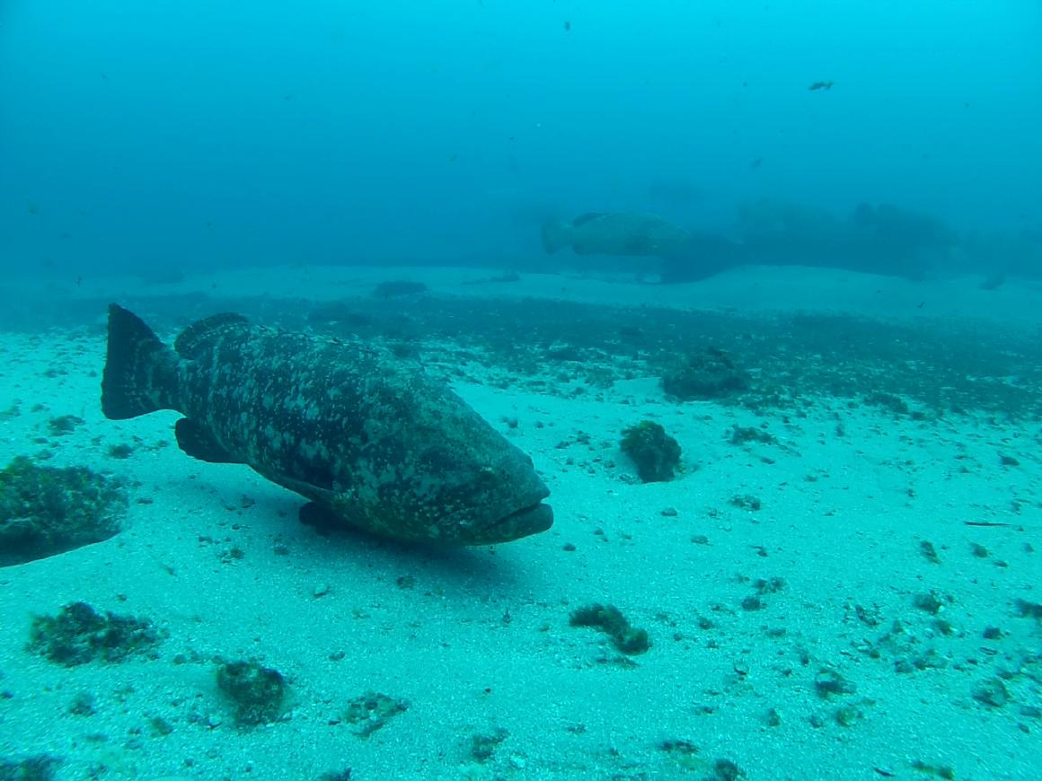 goliath grouper on zion aug 2012 e