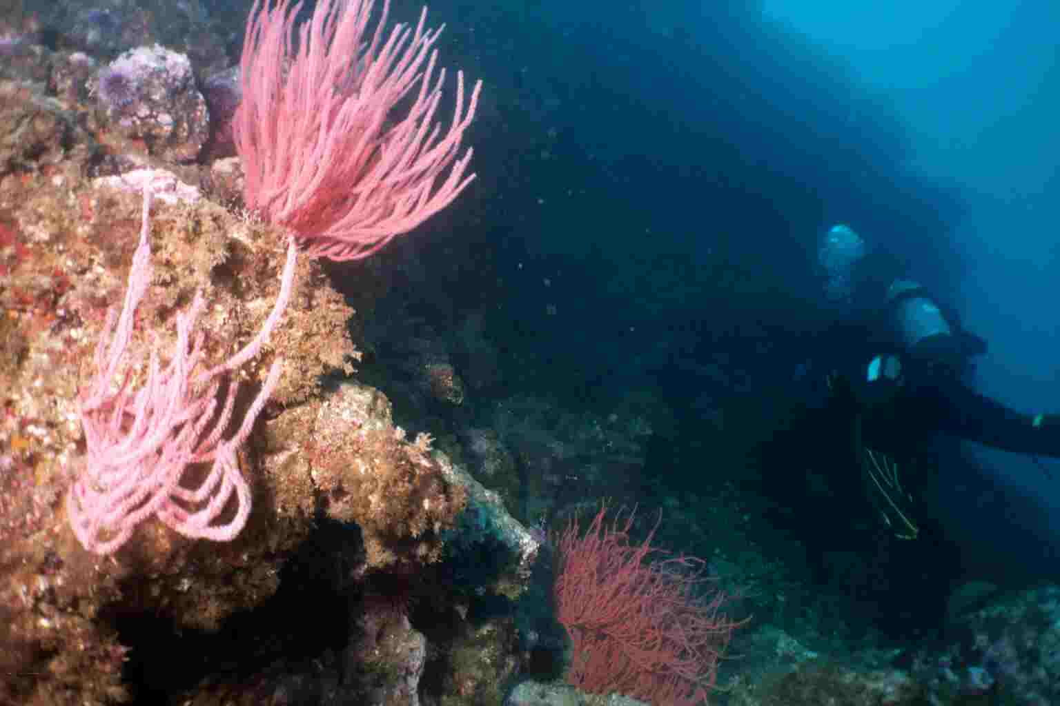 Gorgonians and Diver, Calif. Channel Island