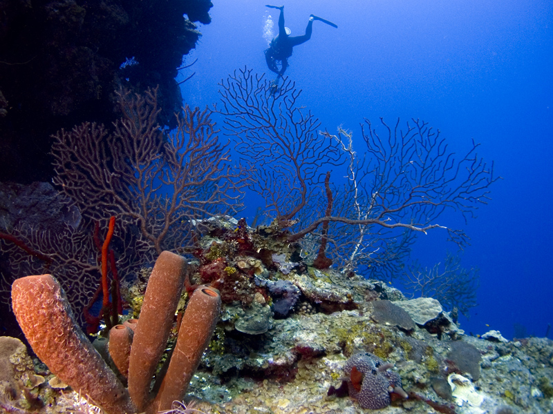 Grand Cayman Wall Diving