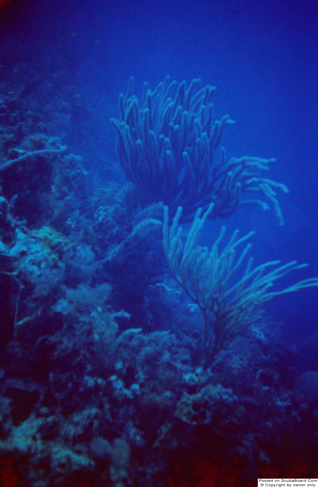 Grand Turk Coral