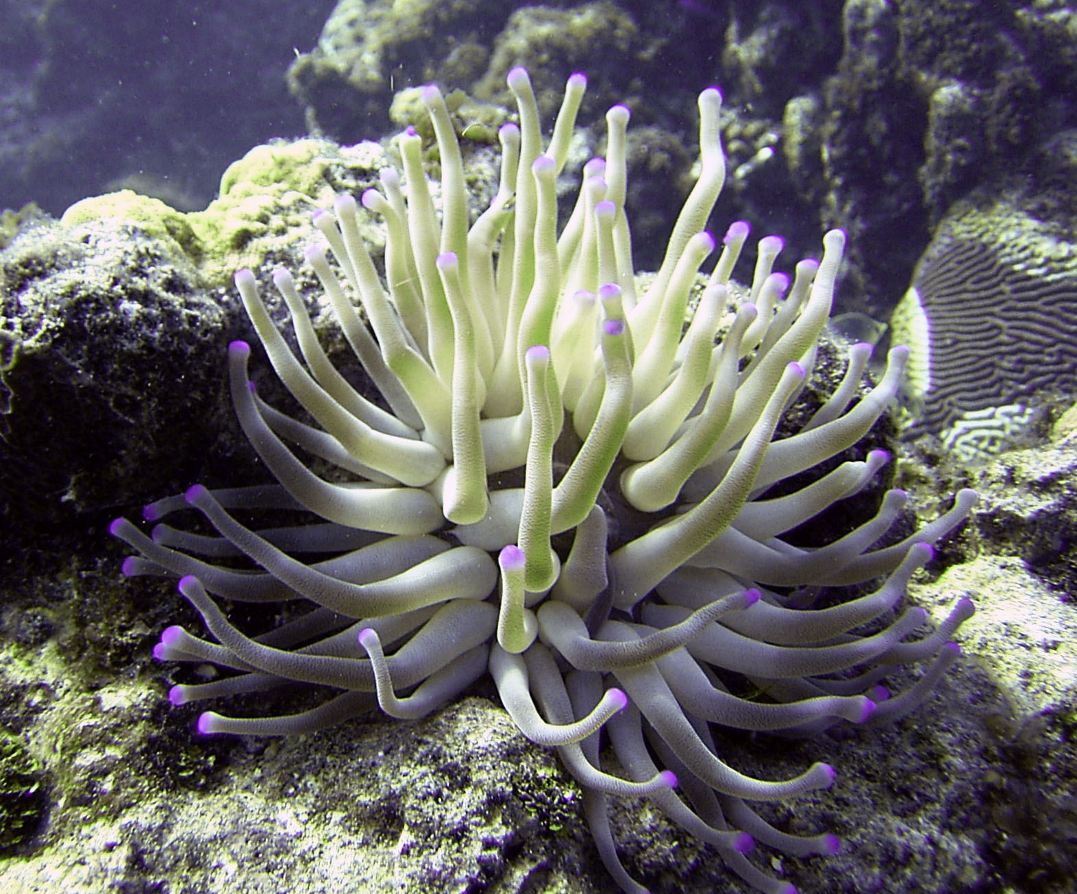 Grand_Cayman_anemone1
