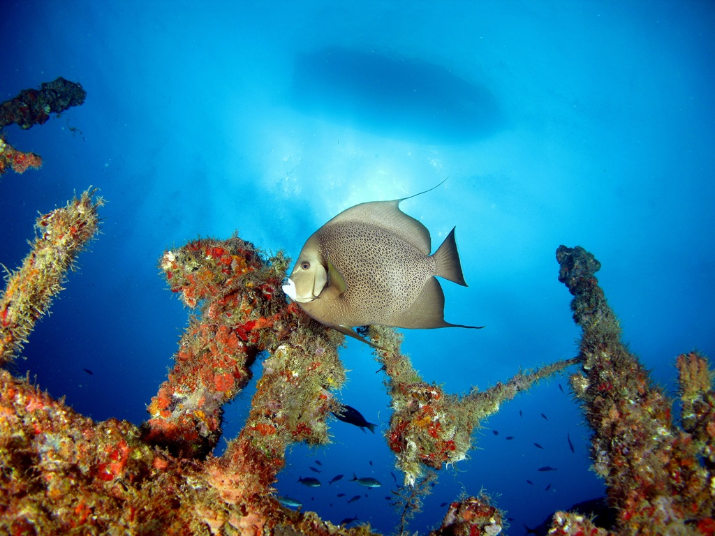 Gray Angelfish On The Wreck Of The Captain Dan
