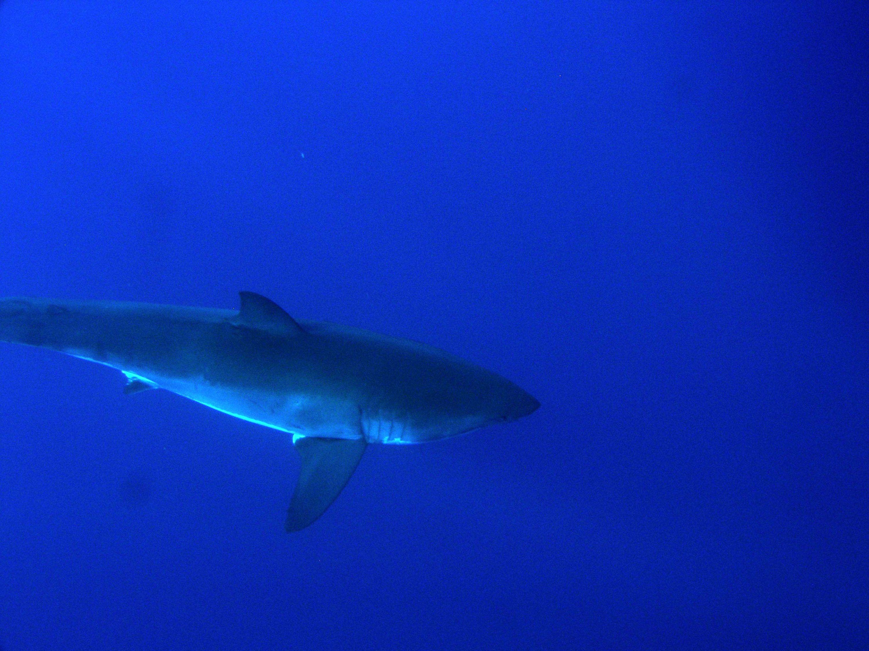 Great White Shark @ Guadalupe Mexico, oct 2006