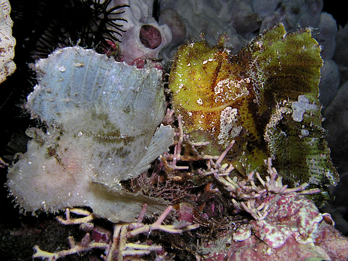 Green and White Leaf Scorpionfish