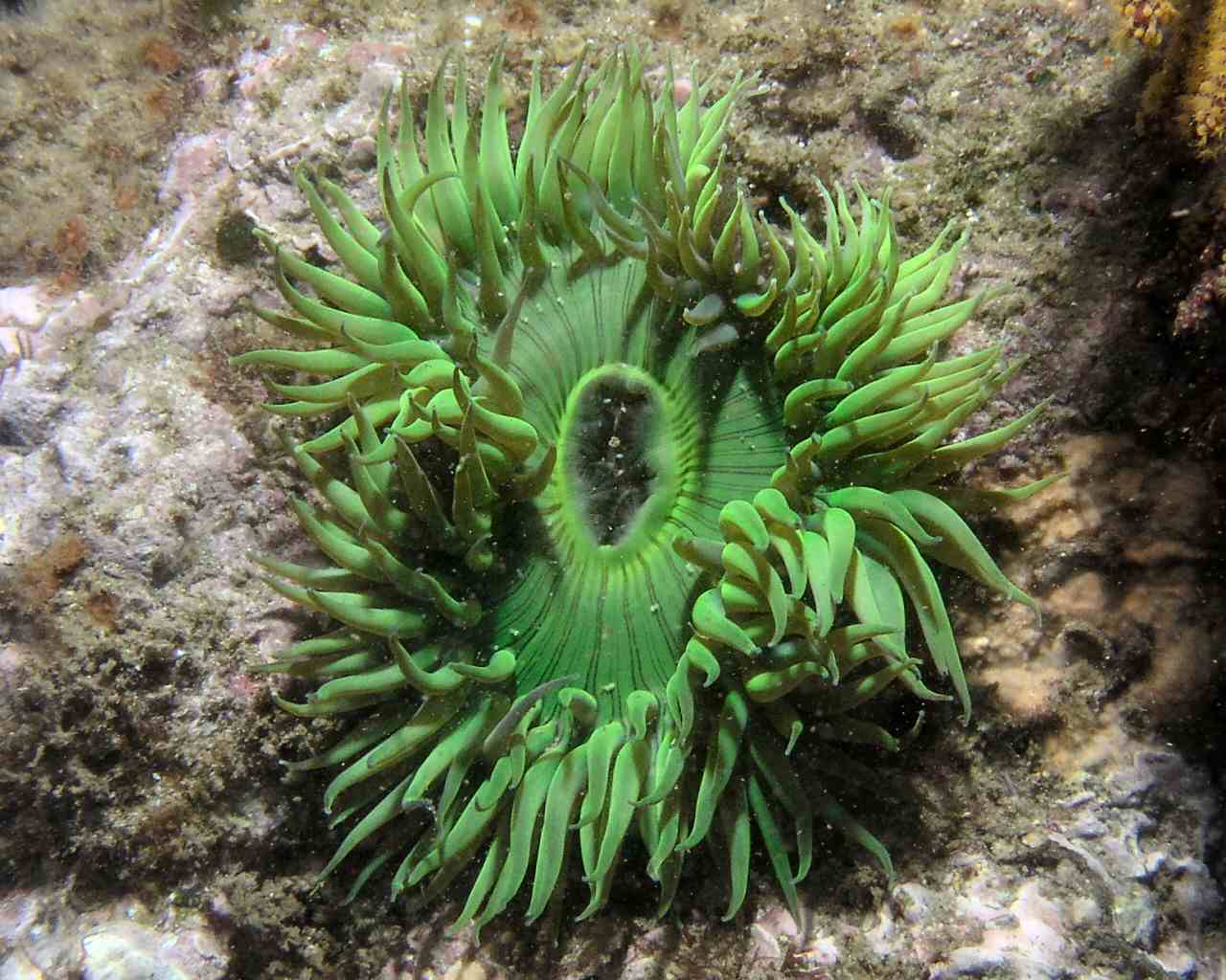 Green Anemone taken at Shaw's Cove