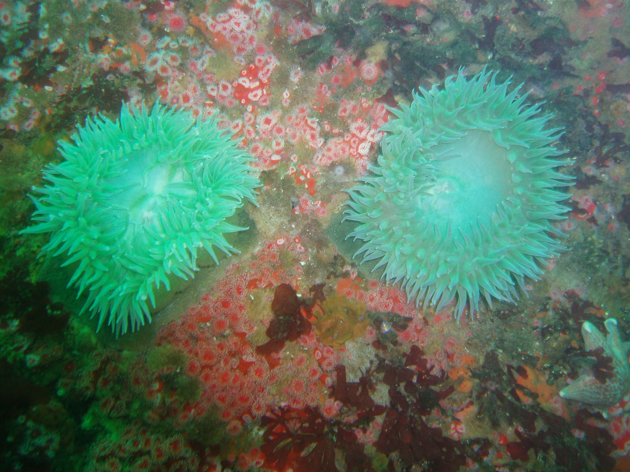 Green anemones