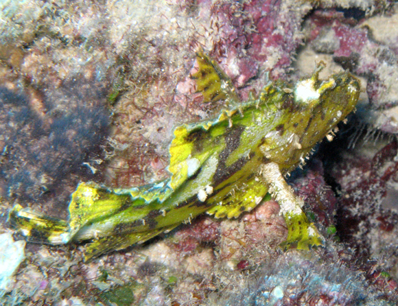 Green Leaf Fish Fiji - June 2008