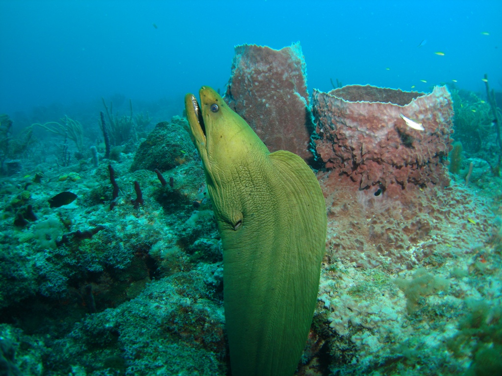 Green Moray Coming Out of Hole