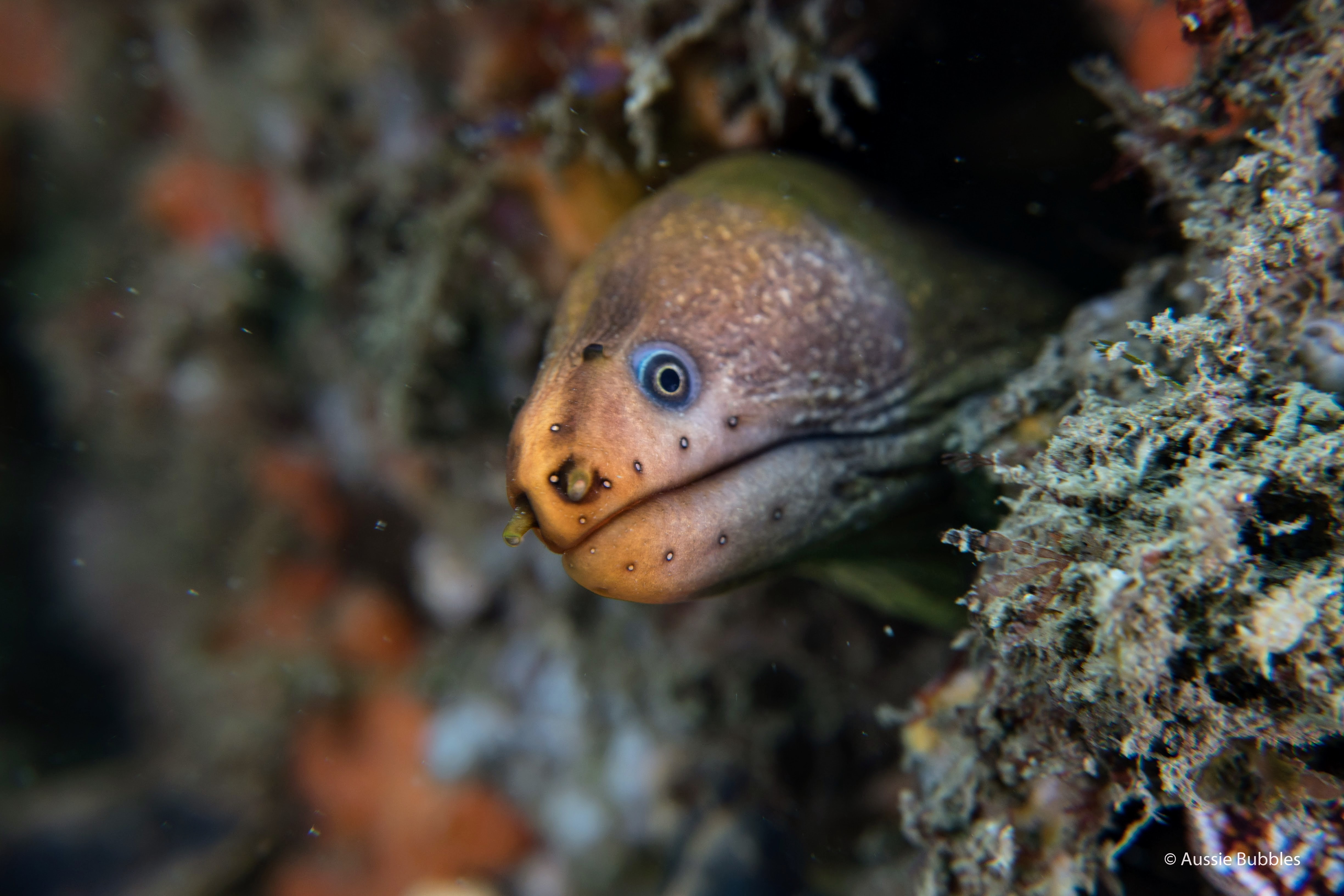 Green moray eel