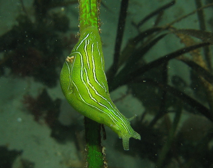 Green Sea Slug
